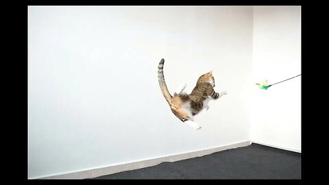 Cat Photography
