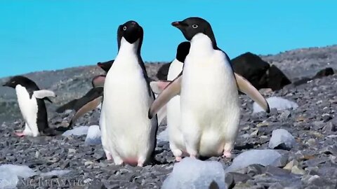 Antarctica 4K Scenic Relaxation Film With Calming Music