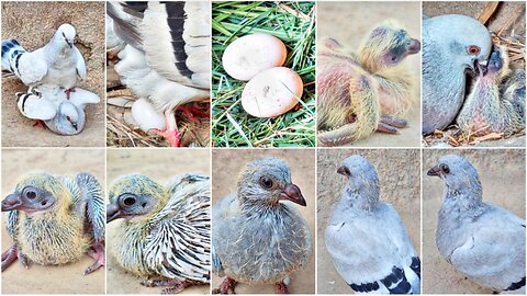 Pigeon baby growing up video || 1 day to 24 days || in which the pigeon is laying eggs