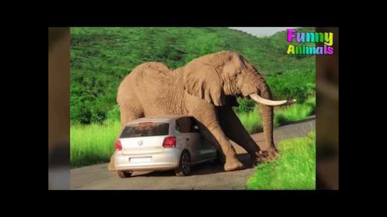 Funny animal videos Rundem