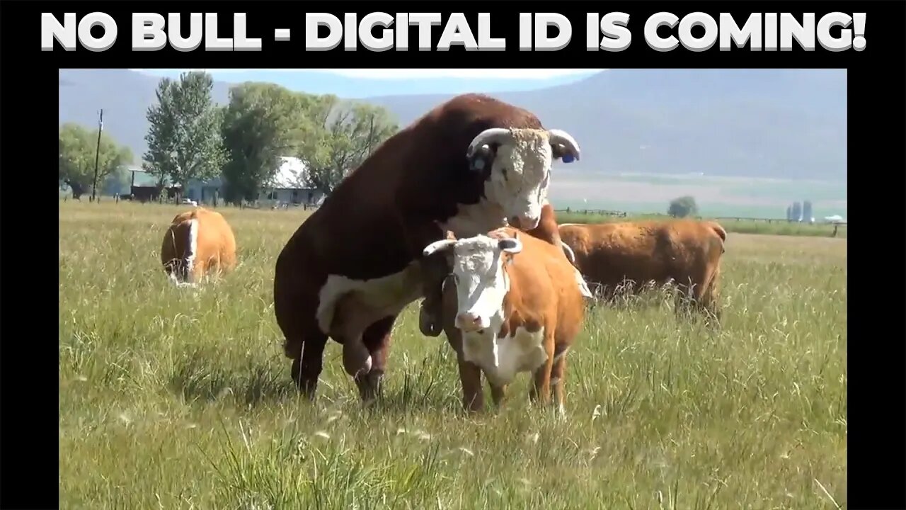 No Bull - Digital ID is Coming!