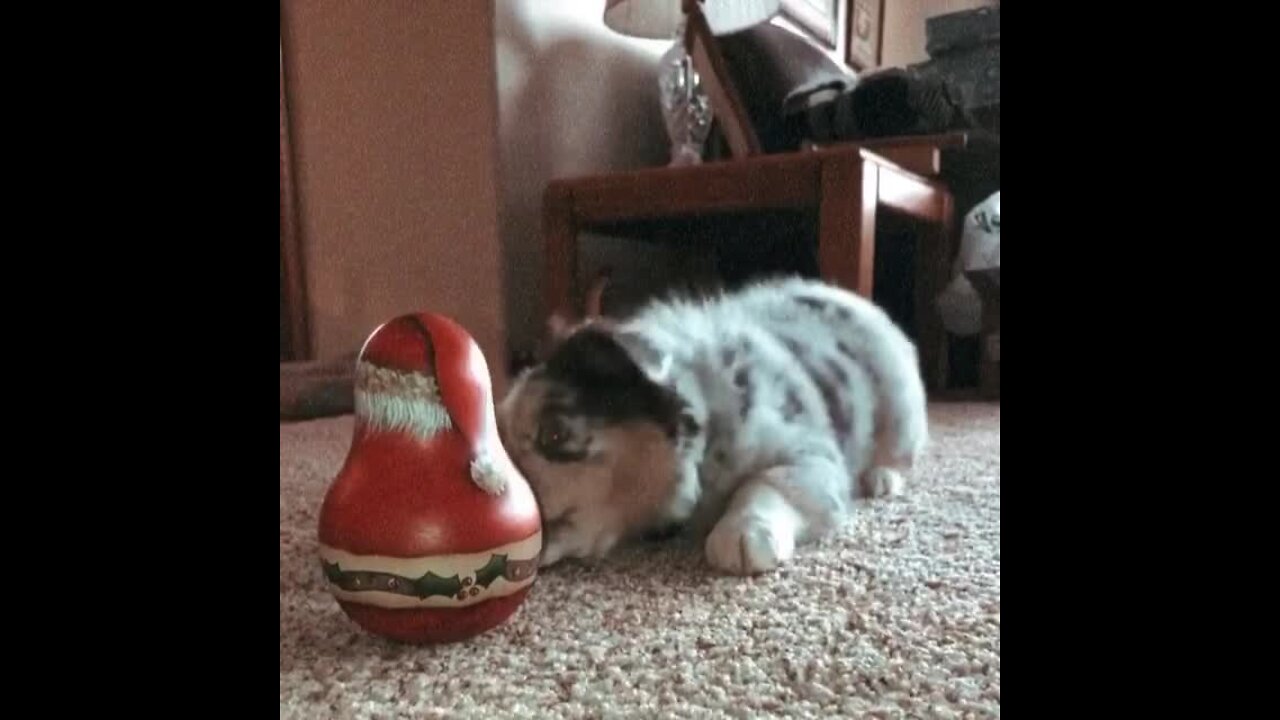 Adorable Showdowns: Aussie Puppy Takes On Santa Ornament