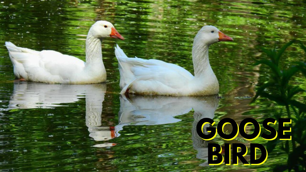 White Pet Birds | Goose Bird Video By Kingdom Of Awais