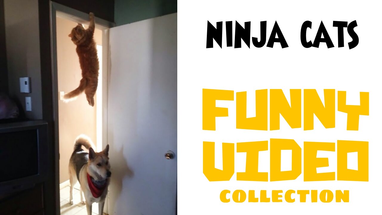 ninja cats for laughing