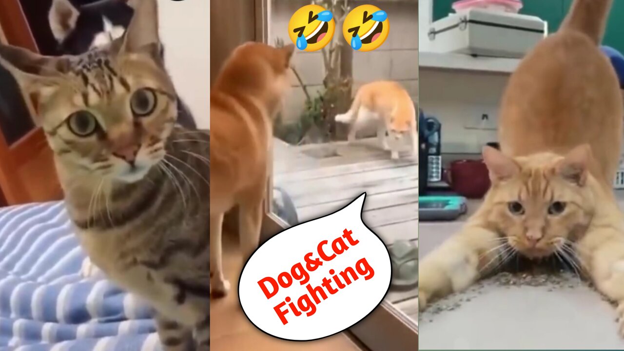 Cats and dogs fighting very funny 🤣🤣 | Try not to laugh | SimplyPets