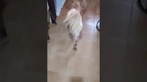 golden dog
