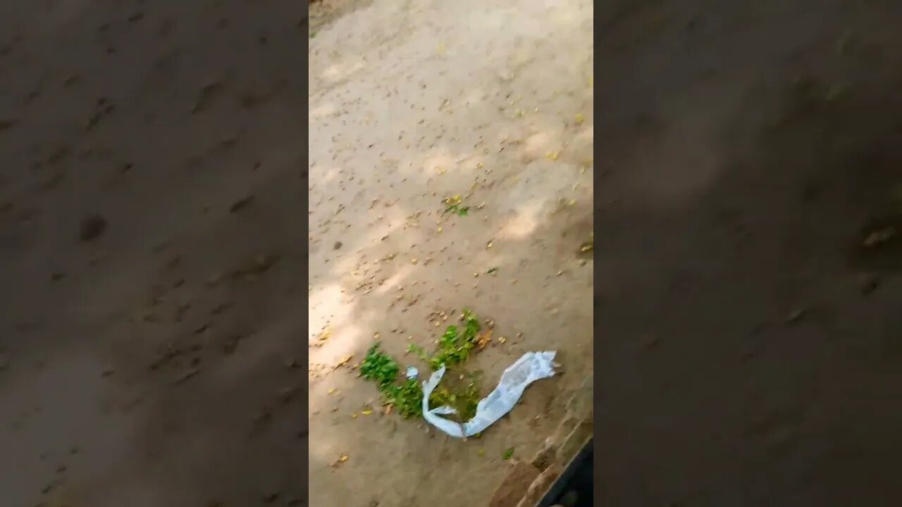 Village Animals place view