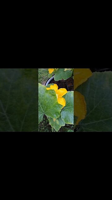 Pumpkin Flowers in the Golden Hour #gardenbeds #raisedbeds #garden #vegetable