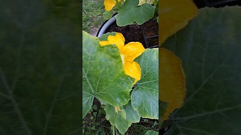 Pumpkin Flowers in the Golden Hour #gardenbeds #raisedbeds #garden #vegetable