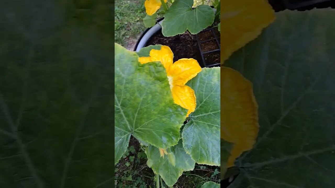 Pumpkin Flowers in the Golden Hour #gardenbeds #raisedbeds #garden #vegetable