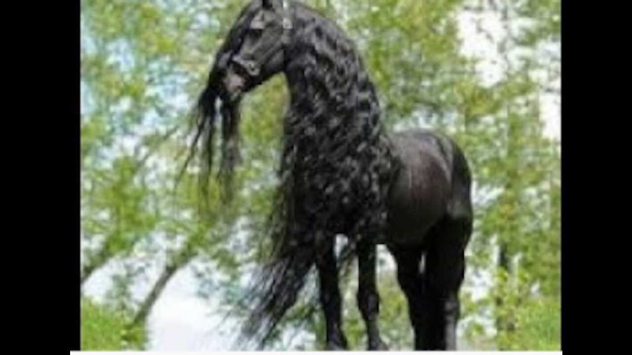 Top 5 most beautiful horses