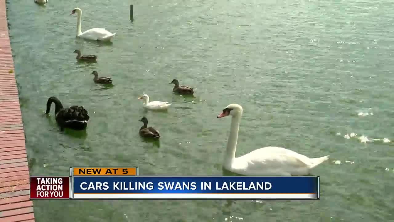 City of Lakeland evaluates traffic safety after 5 swan deaths