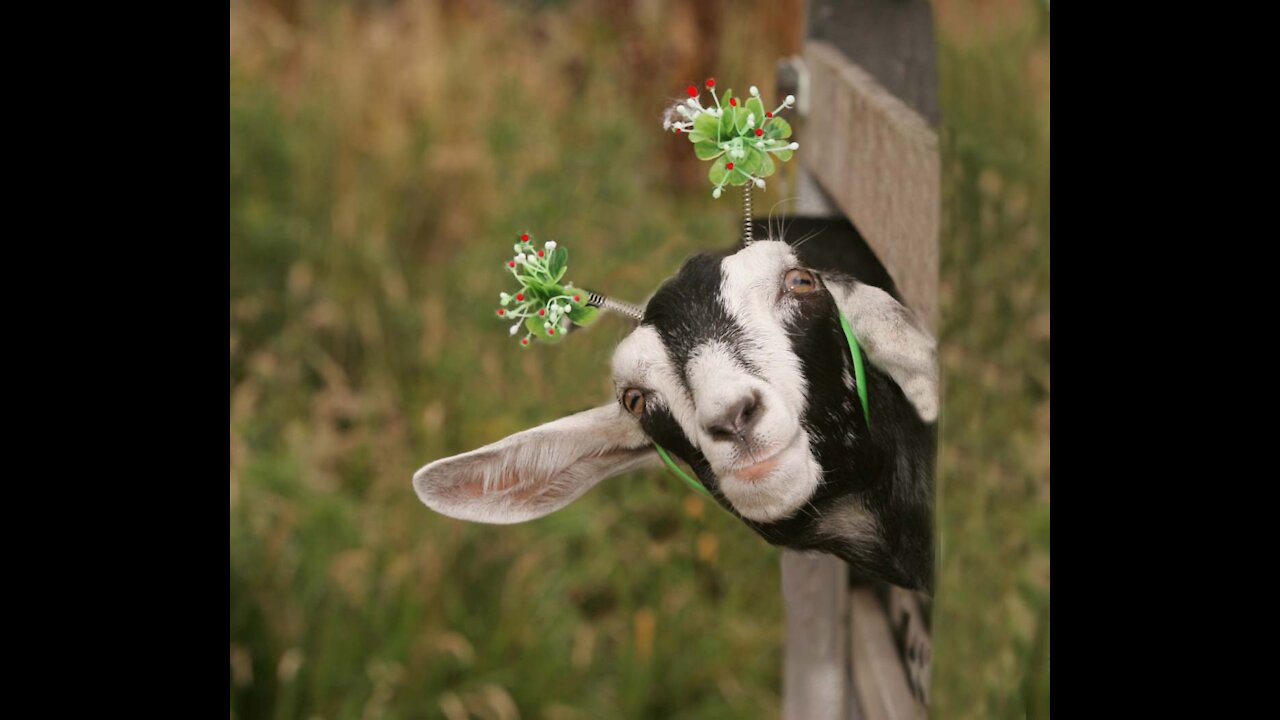 alxassani funny animals