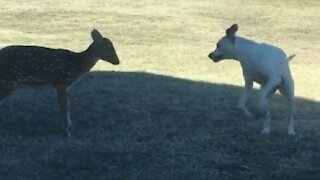 Pup tries his best to convince fawn to play with him
