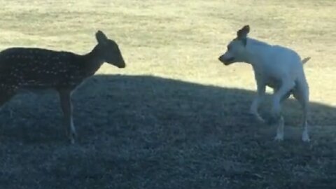 Pup tries his best to convince fawn to play with him