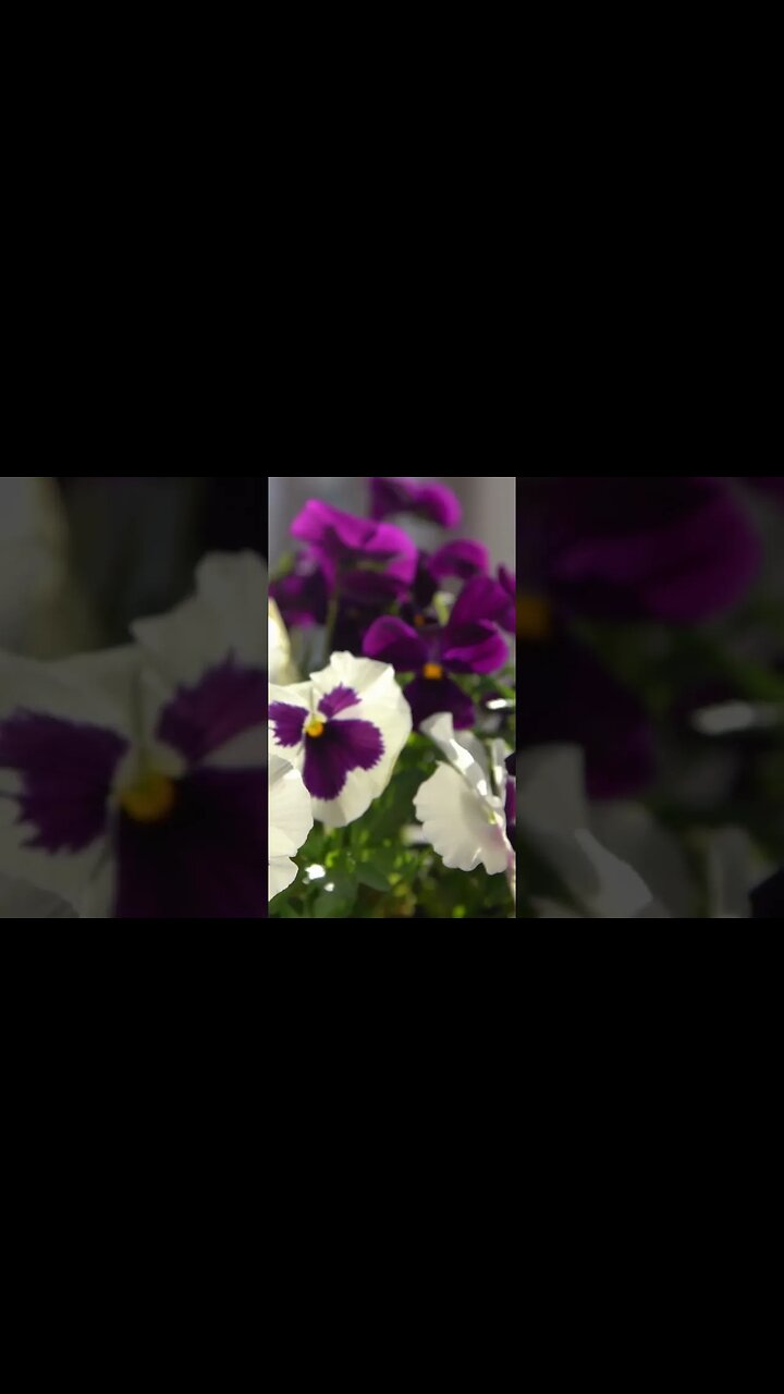 Pansies: The perfect way to add color to a fall garden (lasting to early winter in North Carolina)