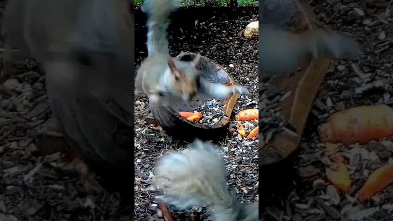 Squirrel Protecting Snacks #animals #funnyanimals #shorts