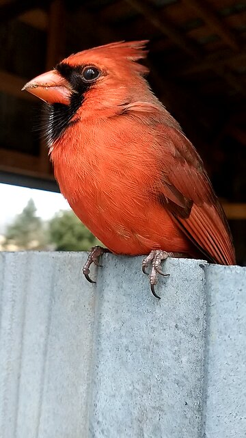 Cardinal, stunned