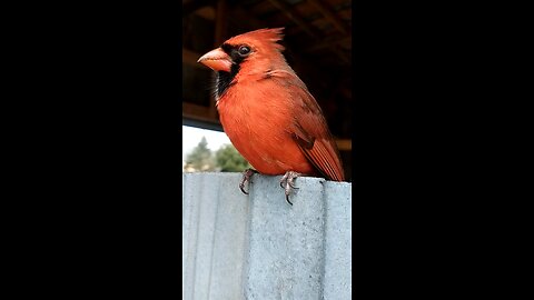 Cardinal, stunned