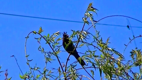 IECV NV #550 - 👀 Steller's Jay In The Weeping Willow Tree 🐦 5-12-2018