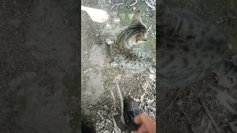 Skippy couldn't find me and was meowing loudly, 25th March 2023 ( Sound no good at the start )