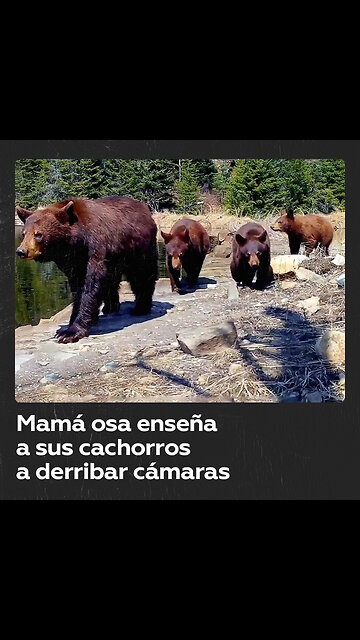 Osos negros derriban cámaras de rastreo en el Parque Nacional Voyageurs de Minnesota