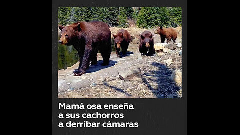 Osos negros derriban cámaras de rastreo en el Parque Nacional Voyageurs de Minnesota