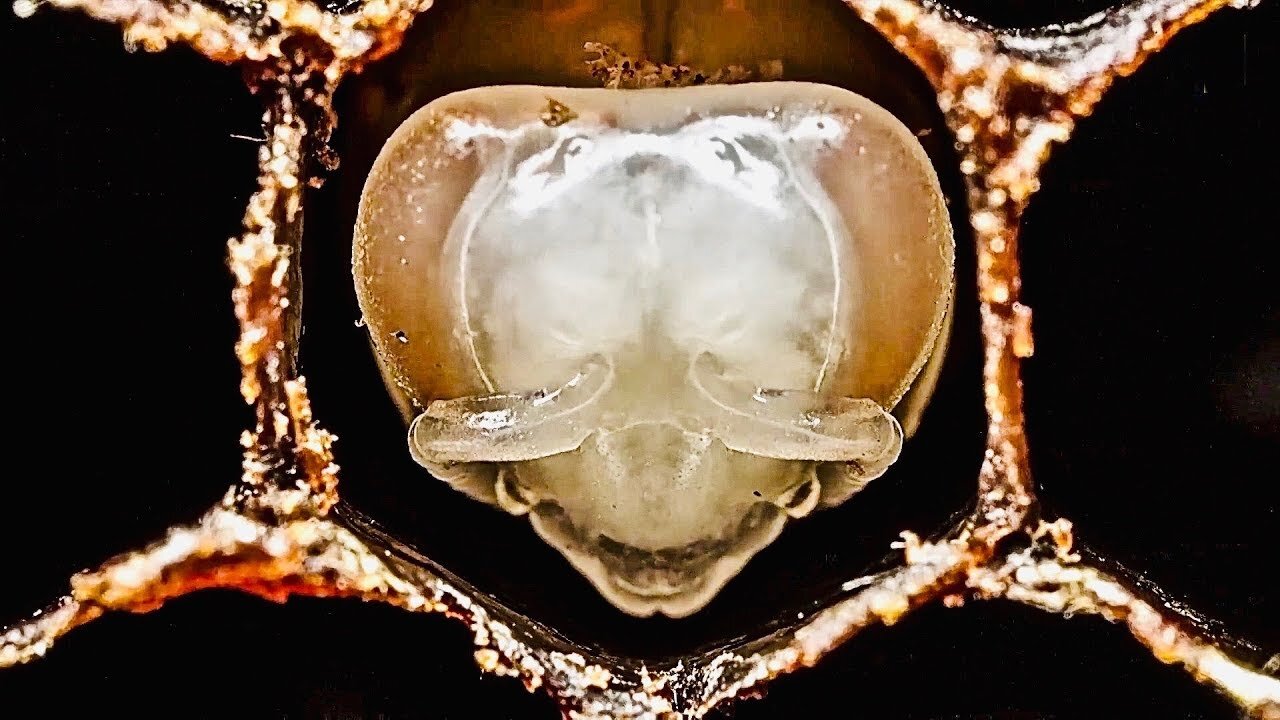 How Bees Are Born ~ Amazing Footage