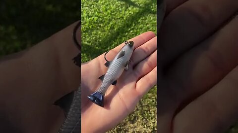 Mullet swim bait!