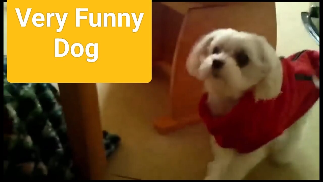 FUNNY DOG