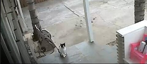 Cats Can Do That? Watch This Funny Conversation Happen Via Ring Stick Up Cam