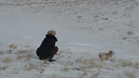 Wayward Wyoming Wind