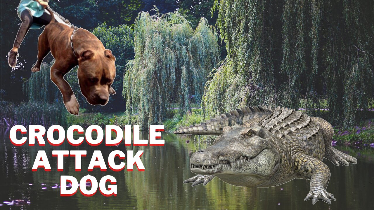 The Crocodile takes the dog 2021