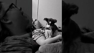 Woody Woodpecker Makes Dog Howl! #shorts #funnyanimals #cute 🤣🤣🤣