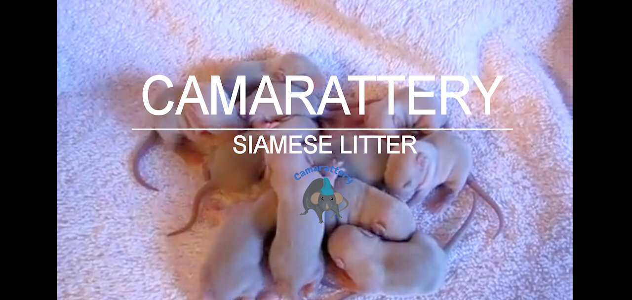 Siamese Rat Litter 2011