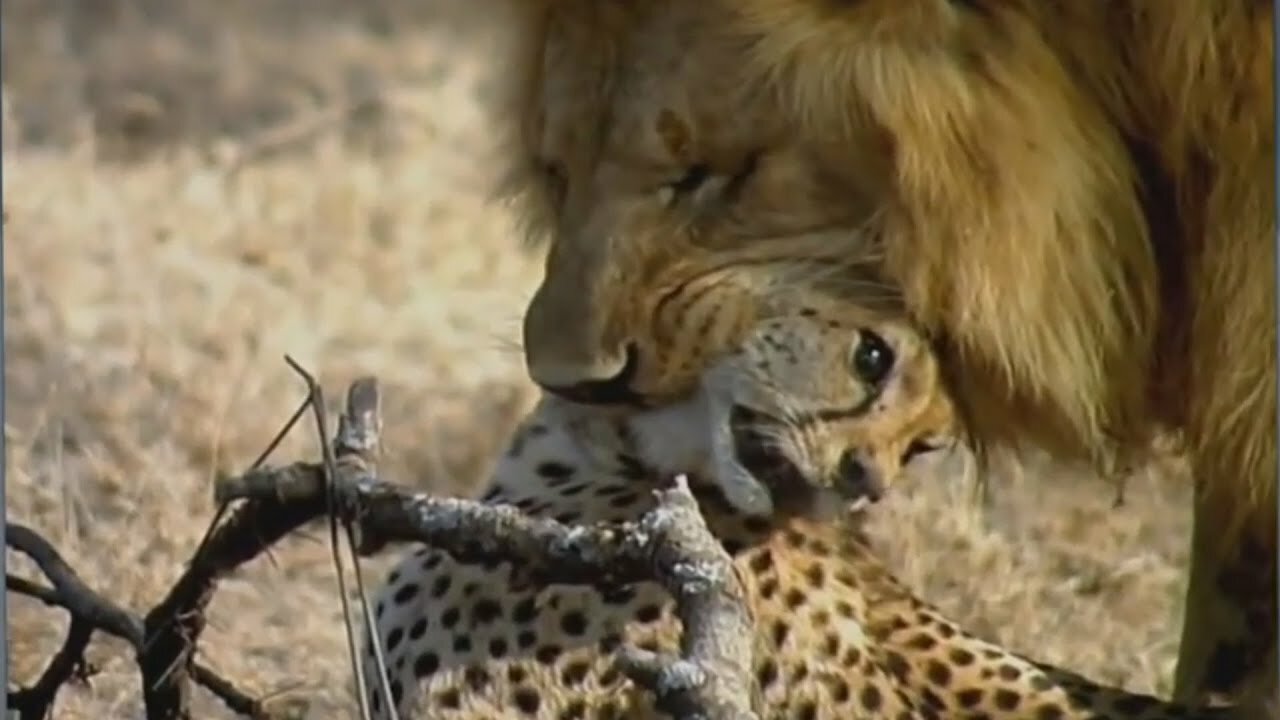 WILD VS WILD - LION BRUTALLY KILLS A CHEETAH