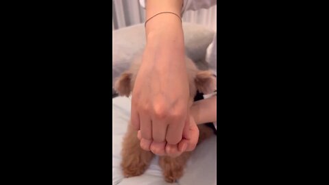 😂🐶Cute and funny puppy face Guaranteed to make you smile!