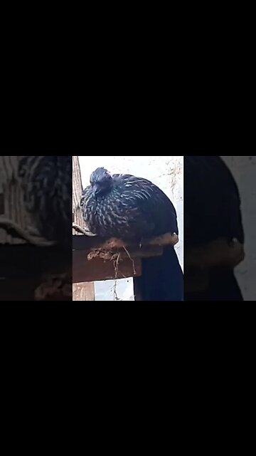 Jacu e seus filhotes em busca de comida