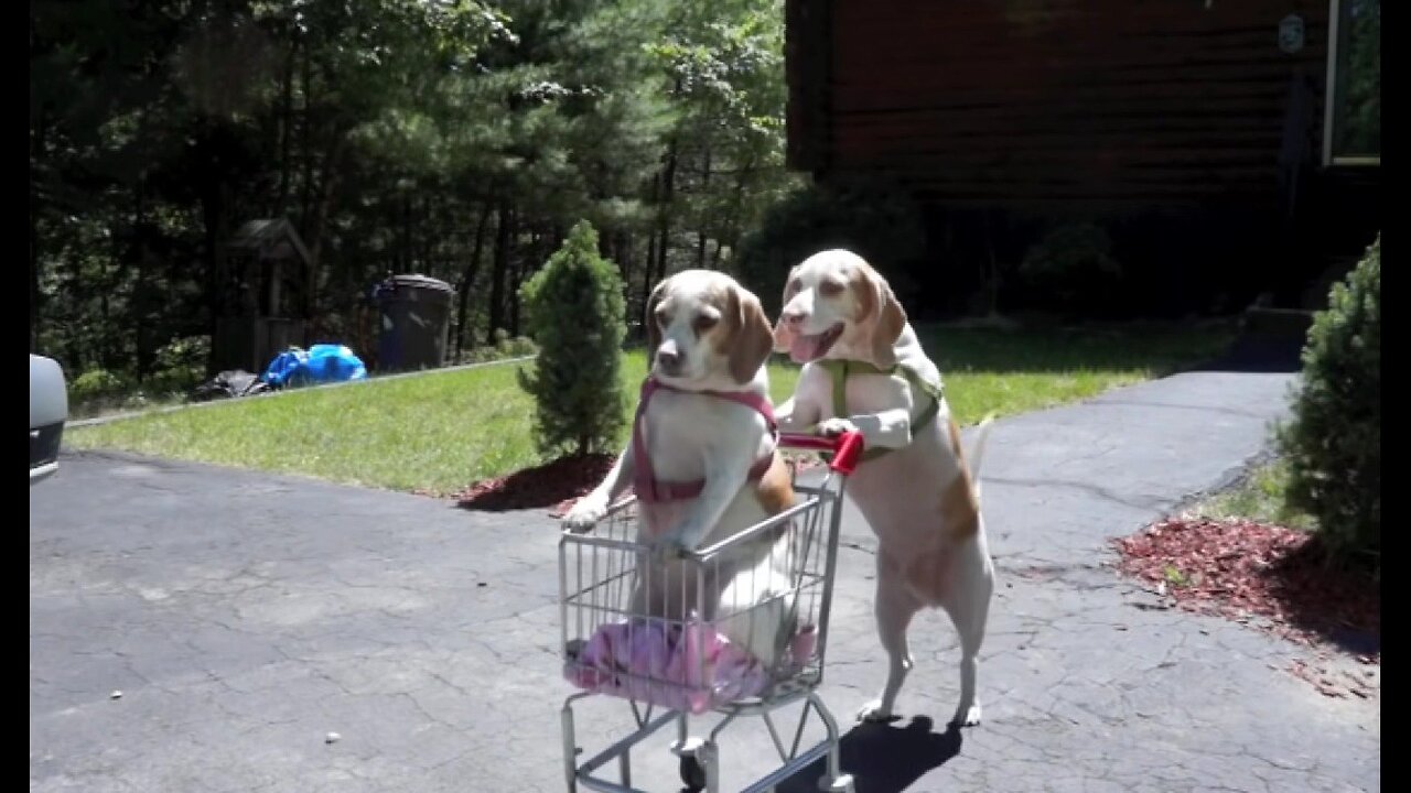 Dogs' Epic Shopping Cart Voyage: Funny Dogs Maymo & Penny