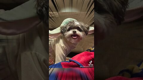 #MayThe4thBeWithYou from the Comics and Cosmetics Fam to you! #starwars #cosplay #dog