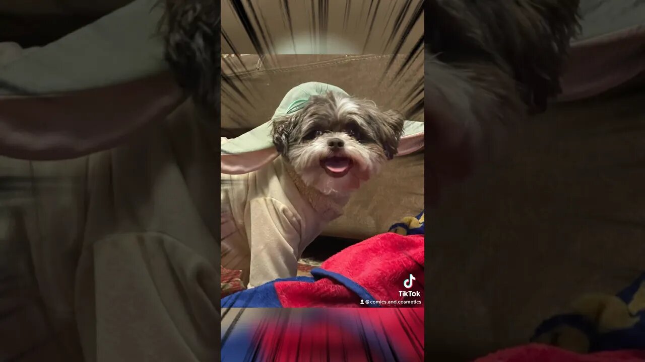 #MayThe4thBeWithYou from the Comics and Cosmetics Fam to you! #starwars #cosplay #dog