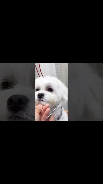 Pet Groomer Satisfyingly Cuts Dog Hair