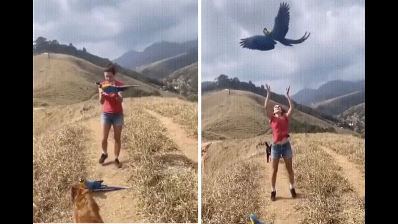 girl and her parrot playing games