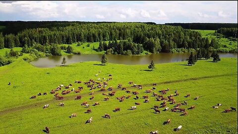 Horse___Beach___Forest___Animal____HD_Videos_-_