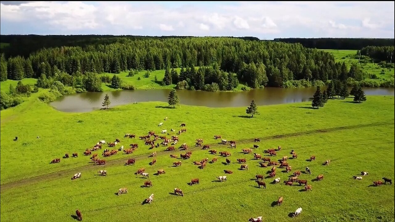 Horse___Beach___Forest___Animal____HD_Videos_-_