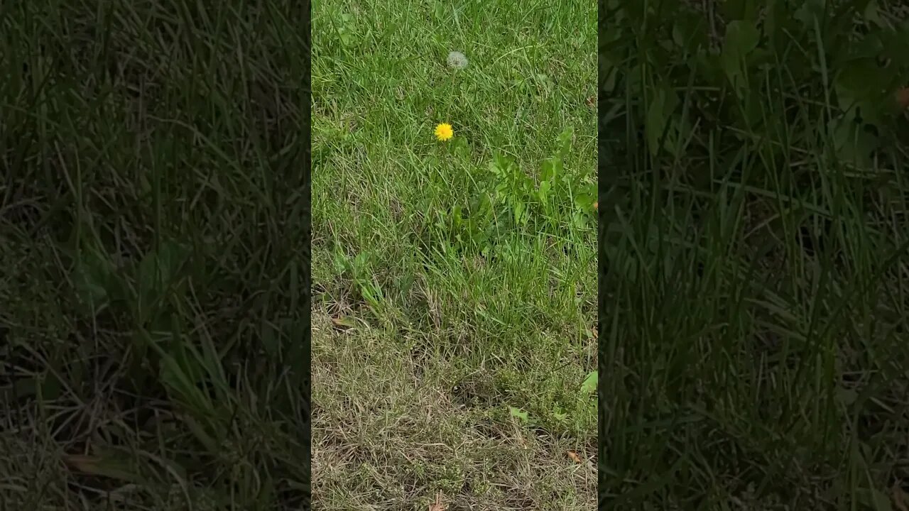 dandelion #shorts