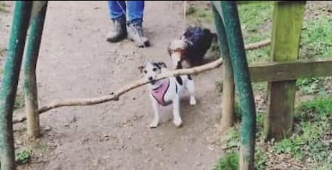 Cão escolhe ramo um pouco grande para o seu tamanho