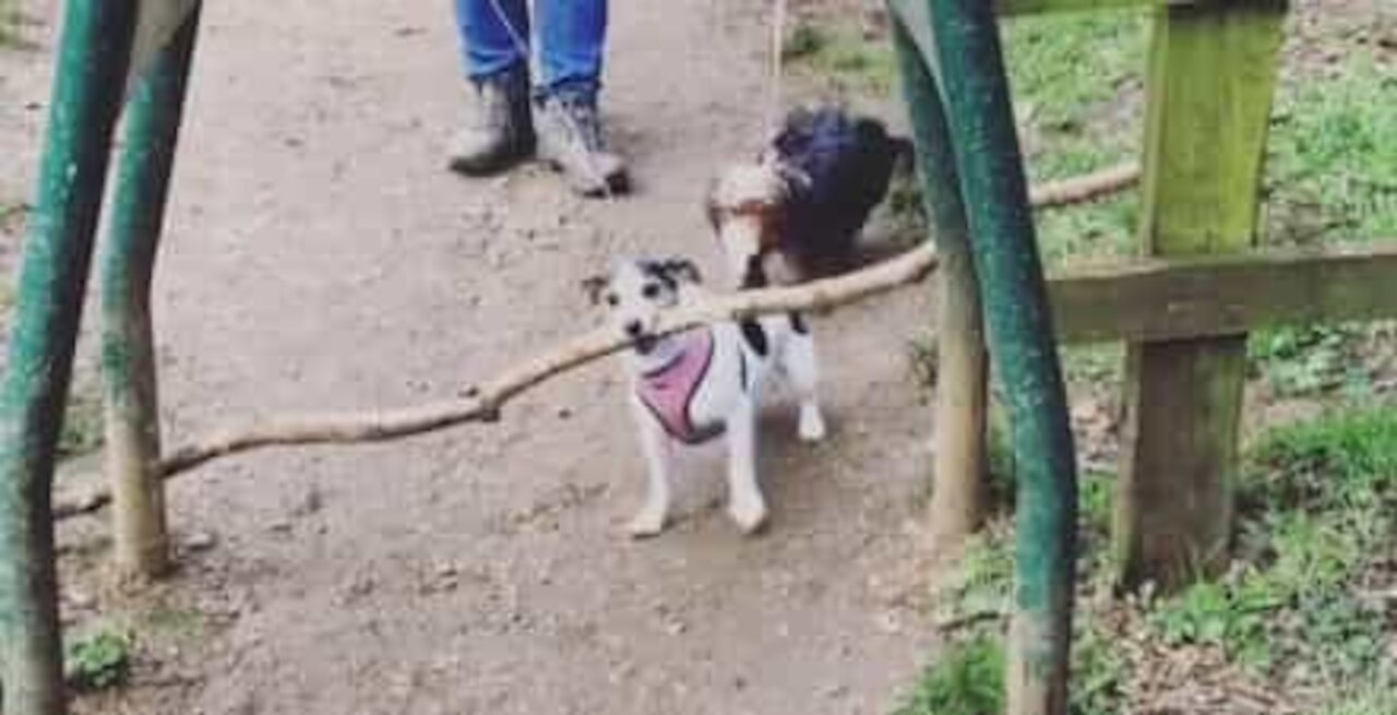 Cão escolhe ramo um pouco grande para o seu tamanho