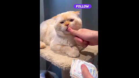 cute_#and_#very_#funny_#cat_🤣🤣😱