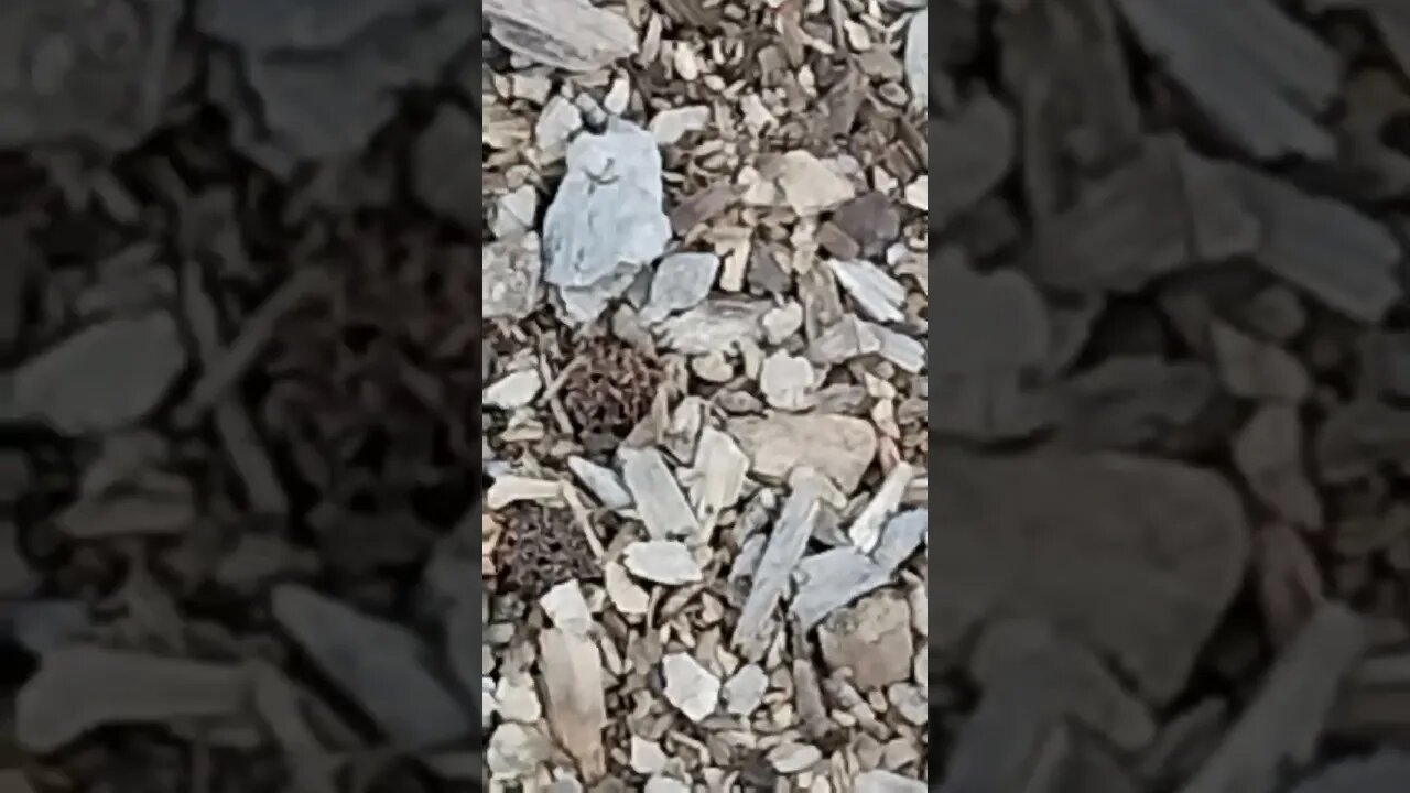 mulch ado about nada